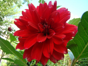 обоя георгин, цветы, георгины