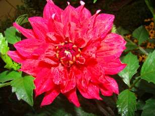 Картинка георгин цветы георгины