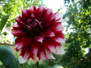 Картинка георгин цветы георгины