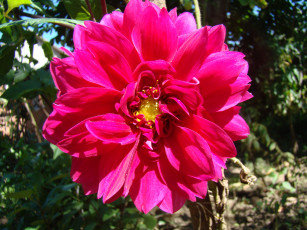 Картинка георгин цветы георгины