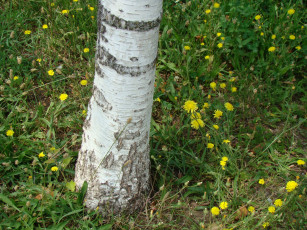 Картинка природа деревья