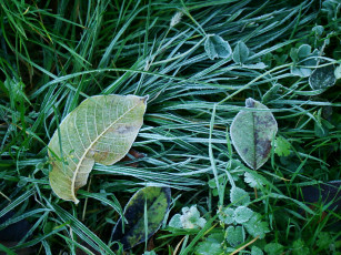 Картинка природа листья