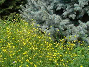 Картинка природа луга