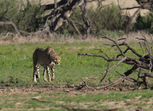 Картинка животные гепарды обход территории гепард