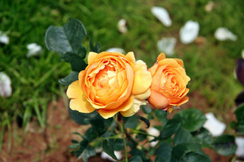 Картинка цветы розы роза бутон лепестки