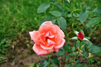 Картинка цветы розы роза бутон лепестки