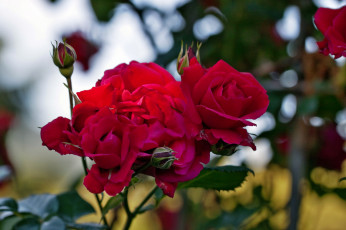 Картинка цветы розы роза бутон лепестки