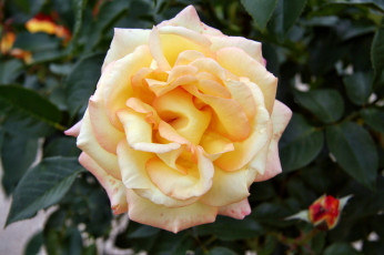 Картинка цветы розы роза бутон лепестки