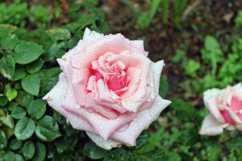 Картинка цветы розы роза бутон лепестки