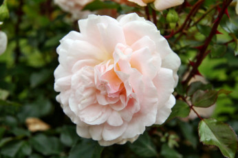 Картинка цветы розы роза бутон лепестки