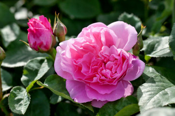 Картинка цветы розы роза бутон лепестки