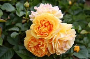 Картинка цветы розы роза бутон лепестки