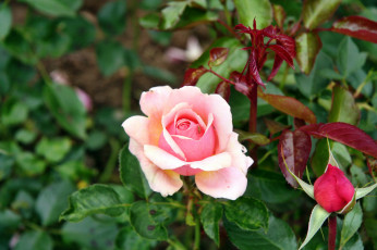 Картинка цветы розы роза бутон лепестки