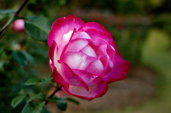 Картинка цветы розы роза бутон лепестки