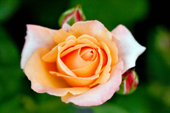 Картинка цветы розы роза бутон лепестки