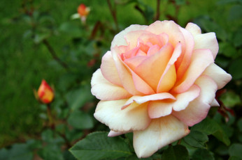 Картинка цветы розы роза бутон лепестки