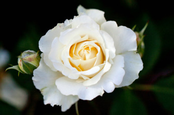 Картинка цветы розы роза бутон лепестки