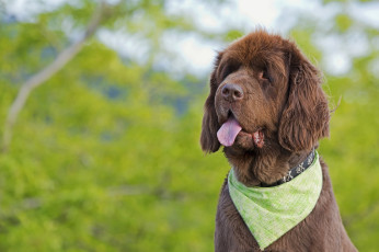 Картинка животные собаки пёс язык косынка