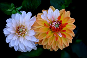 Картинка цветы георгины макро лепестки дуэт