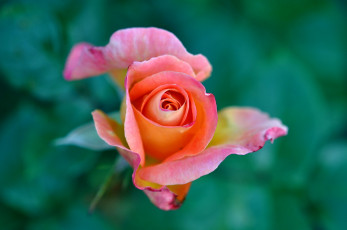 Картинка цветы розы бутон макро