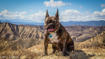 Картинка животные собаки горы собака