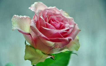 Картинка цветы розы роза бутон лепестки
