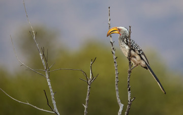Картинка животные птицы птица - носорог южный желтоклювый ток ветки