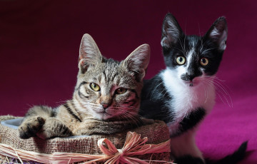 Картинка животные коты котята коробка