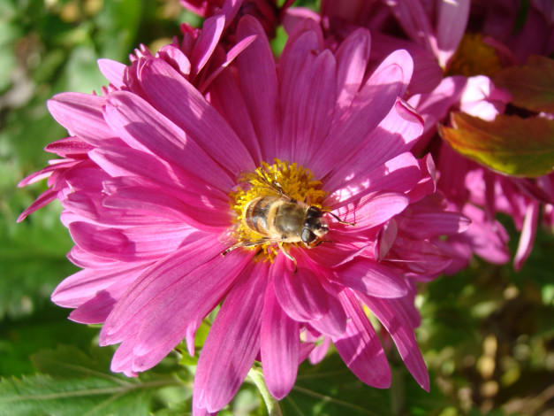 Обои картинки фото цветы