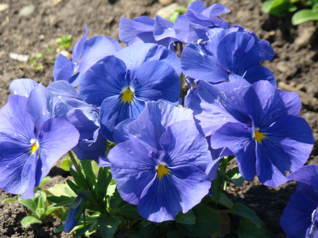 Обои картинки фото цветы, анютины, глазки, садовые, фиалки