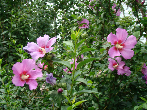 Обои картинки фото цветы, гибискусы