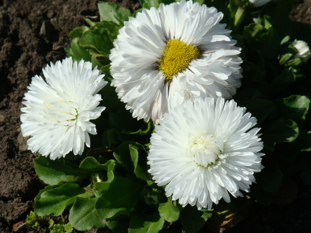 Обои картинки фото цветы, маргаритки