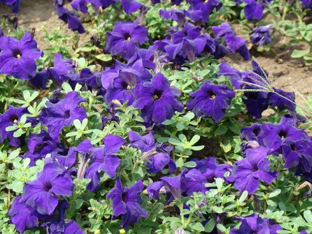 Обои картинки фото цветы, петунии, калибрахоа