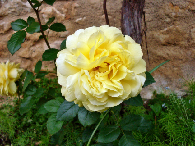 Обои картинки фото цветы, розы, роза, бутон, лепестки