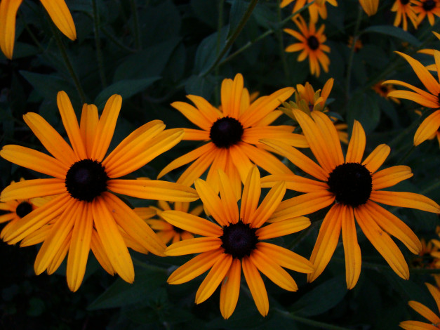 Обои картинки фото цветы, рудбекия