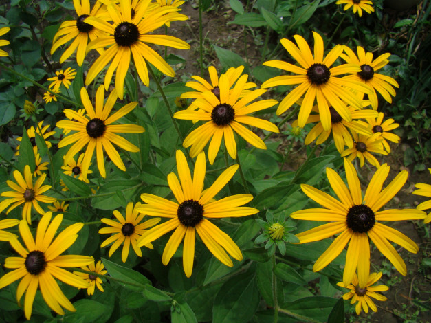 Обои картинки фото цветы, рудбекия