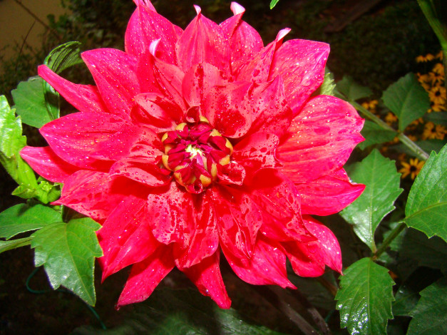 Обои картинки фото георгин, цветы, георгины