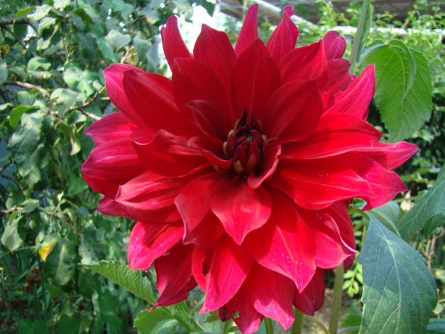 Обои картинки фото георгин, цветы, георгины