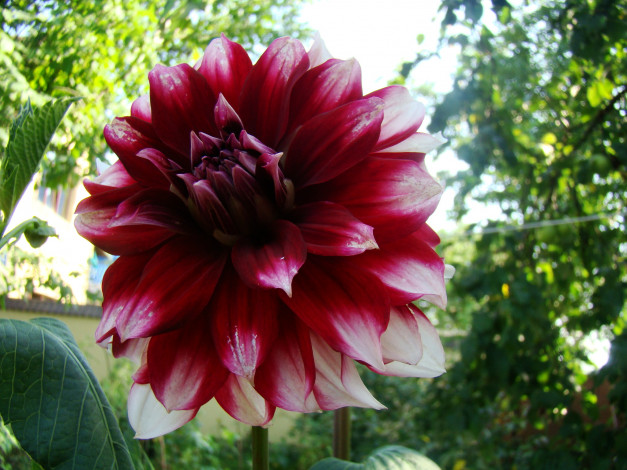 Обои картинки фото георгин, цветы, георгины