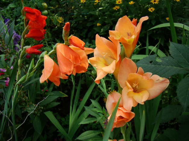 Обои картинки фото гладиолусы, цветы