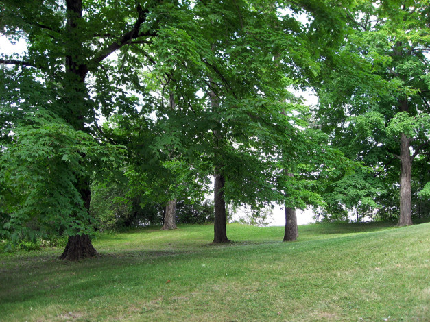 Обои картинки фото южный, уэльс, природа, деревья, лужайка, лес