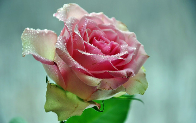 Обои картинки фото цветы, розы, роза, бутон, лепестки