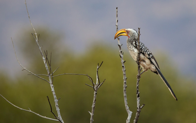 Обои картинки фото животные, птицы, птица, -, носорог, южный, желтоклювый, ток, ветки