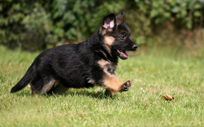 Обои картинки фото животные, собаки, german, shepherd, puppy, dog, pet