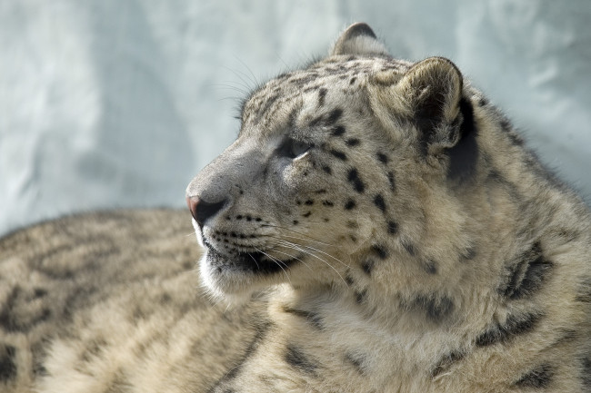 Обои картинки фото животные, снежный, барс, ирбис, отдых, морда