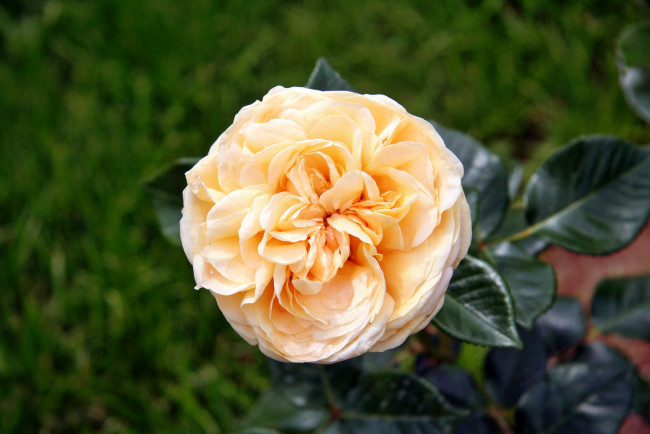 Обои картинки фото цветы, розы, роза, бутон, лепестки