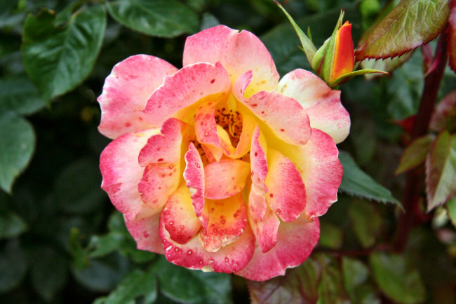 Обои картинки фото цветы, розы, роза, бутон, лепестки