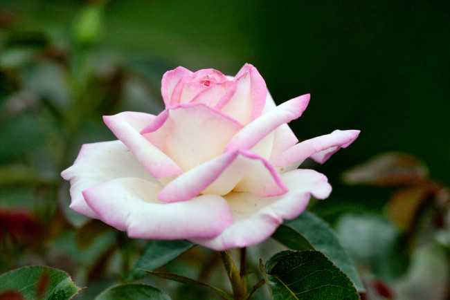 Обои картинки фото цветы, розы, роза, бутон, лепестки