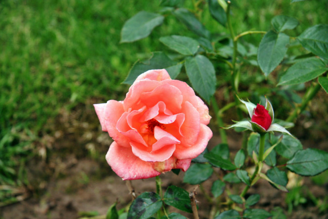 Обои картинки фото цветы, розы, роза, бутон, лепестки