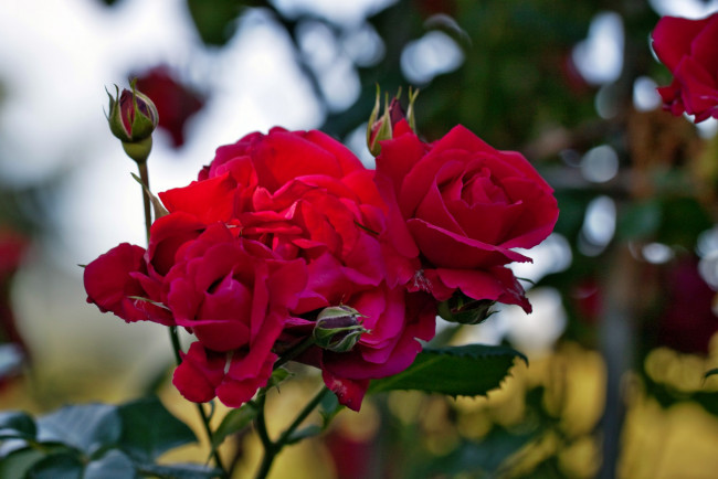 Обои картинки фото цветы, розы, роза, бутон, лепестки